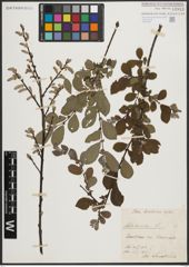 Foto von Salix aurita L.